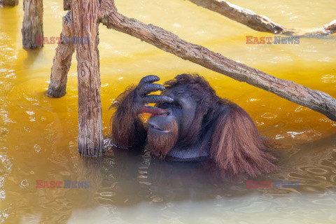 Wyspa orangutanów