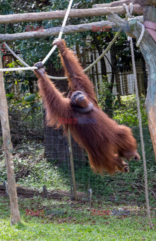Wyspa orangutanów