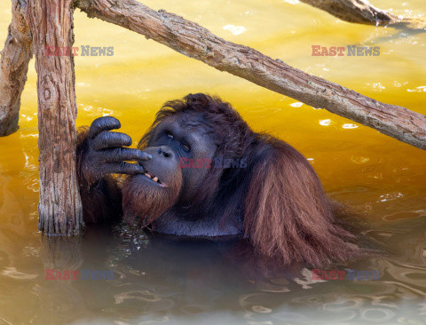 Wyspa orangutanów