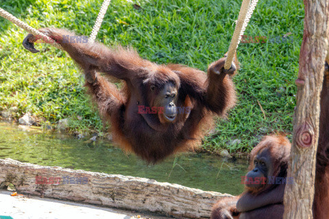 Wyspa orangutanów