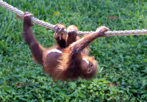 Wyspa orangutanów