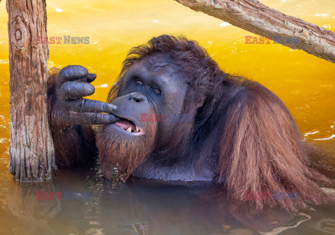 Wyspa orangutanów