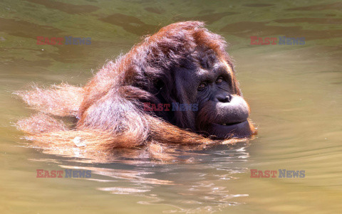 Wyspa orangutanów