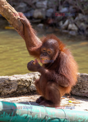 Wyspa orangutanów