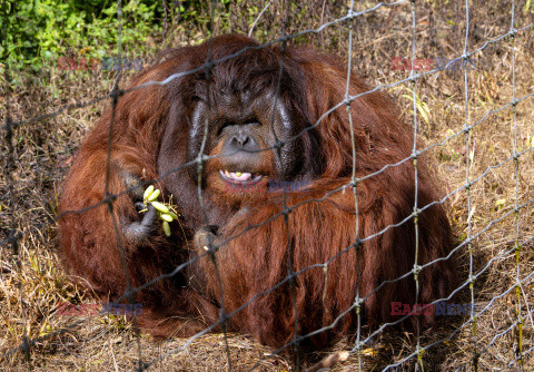 Wyspa orangutanów