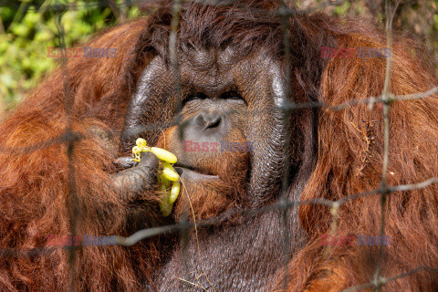 Wyspa orangutanów