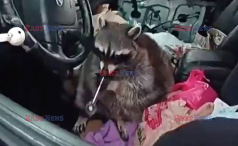 Szop z fajką w samchodzie
