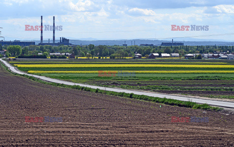 Małopolskie pola rzepakowe