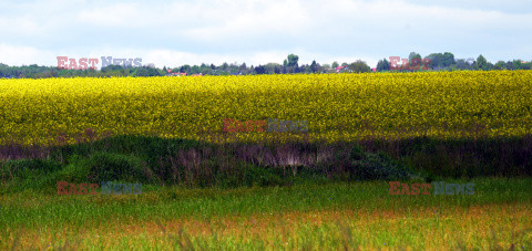 Małopolskie pola rzepakowe