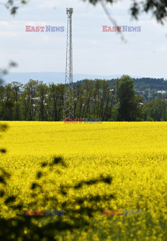 Małopolskie pola rzepakowe