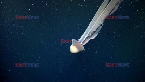 Gigantyczna meduza fantomowa w Morzu Argentyńskim