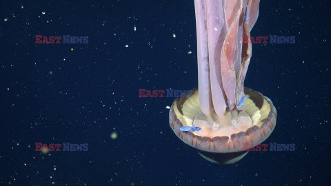 Gigantyczna meduza fantomowa w Morzu Argentyńskim
