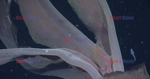 Gigantyczna meduza fantomowa w Morzu Argentyńskim