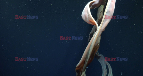 Gigantyczna meduza fantomowa w Morzu Argentyńskim