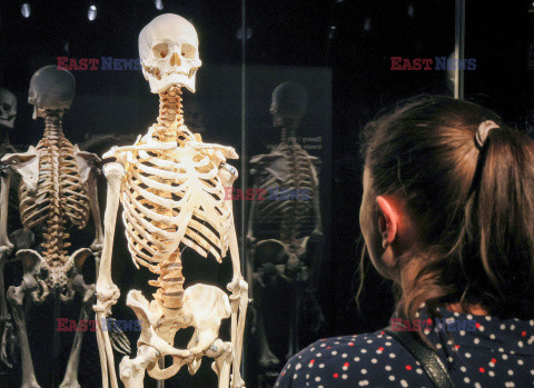 Wystawa Body Worlds Pulse w Warszawie