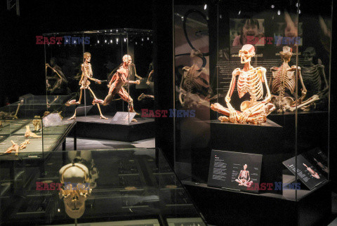 Wystawa Body Worlds Pulse w Warszawie