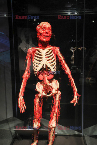 Wystawa Body Worlds Pulse w Warszawie