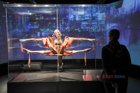 Wystawa Body Worlds Pulse w Warszawie