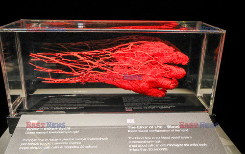 Wystawa Body Worlds Pulse w Warszawie
