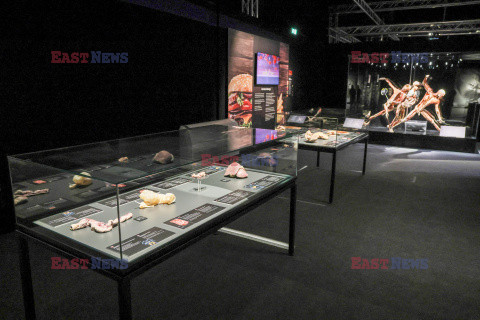 Wystawa Body Worlds Pulse w Warszawie
