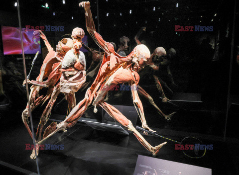 Wystawa Body Worlds Pulse w Warszawie