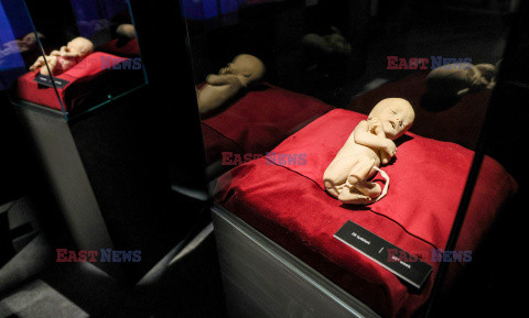 Wystawa Body Worlds Pulse w Warszawie