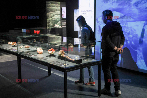 Wystawa Body Worlds Pulse w Warszawie