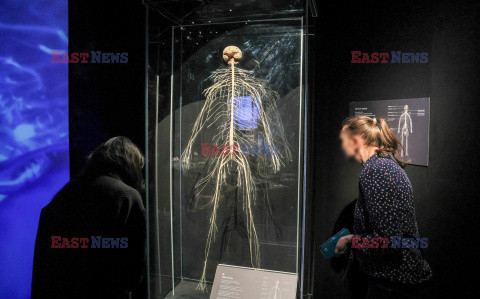 Wystawa Body Worlds Pulse w Warszawie