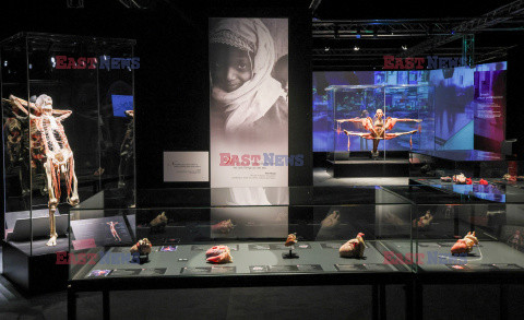 Wystawa Body Worlds Pulse w Warszawie