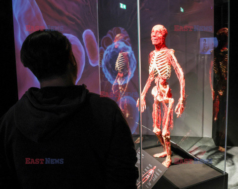 Wystawa Body Worlds Pulse w Warszawie