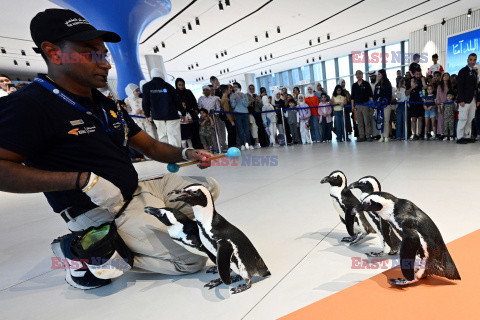 Spacer pingwinów w Centrum Naukowym w Kuwejcie