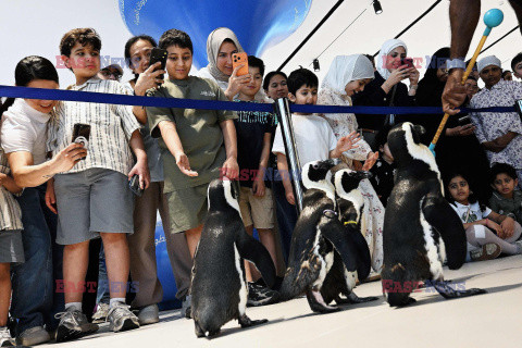 Spacer pingwinów w Centrum Naukowym w Kuwejcie