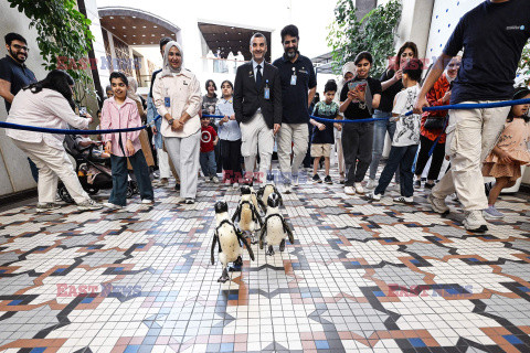 Spacer pingwinów w Centrum Naukowym w Kuwejcie