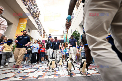 Spacer pingwinów w Centrum Naukowym w Kuwejcie