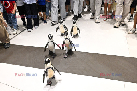 Spacer pingwinów w Centrum Naukowym w Kuwejcie