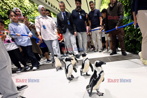 Spacer pingwinów w Centrum Naukowym w Kuwejcie