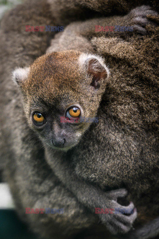 Lemur maki szary urodził się w zoo