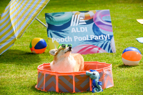 Psy na pool party