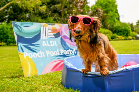 Psy na pool party