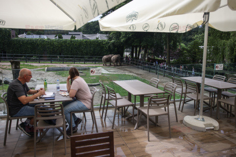 Kawiarnia z widokiem na wybieg słoni w krakowskim zoo