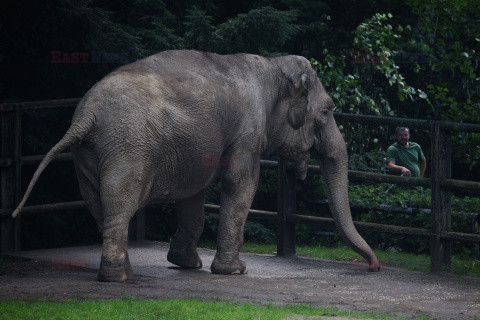 Kawiarnia z widokiem na wybieg słoni w krakowskim zoo