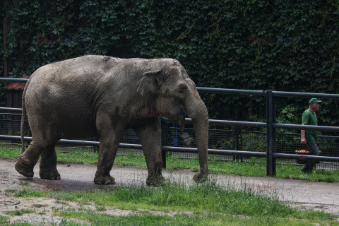Kawiarnia z widokiem na wybieg słoni w krakowskim zoo