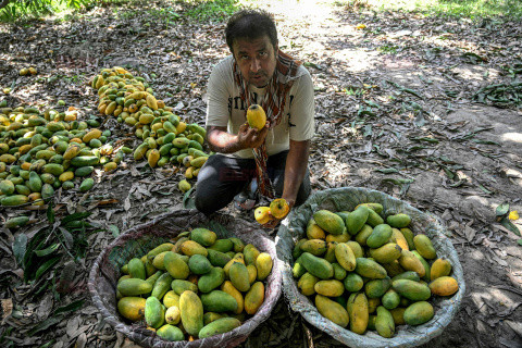 Zbiory mango
