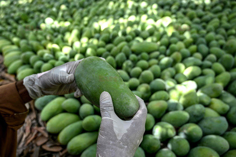 Zbiory mango