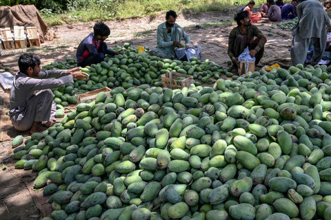 Zbiory mango