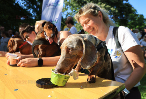Festiwal jamników w Zagrzebiu