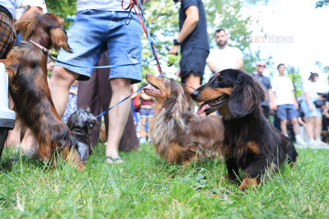Festiwal jamników w Zagrzebiu