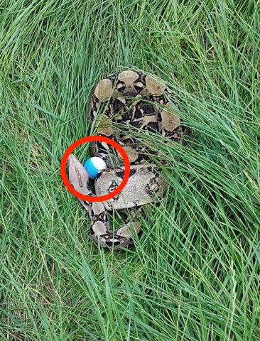 Ogromny wąż na polu golfowym