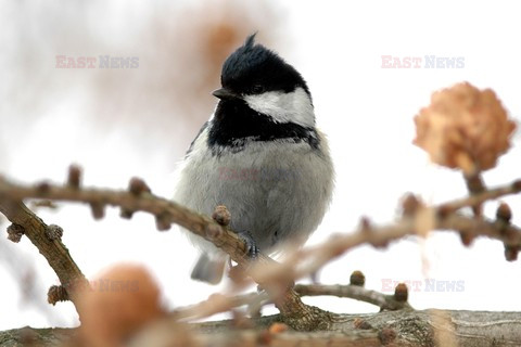 reporter_baza3