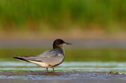 reporter_baza3